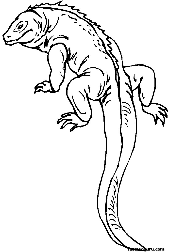 686x1024 Monitor Lizard Coloring Pages Download And Print For Free