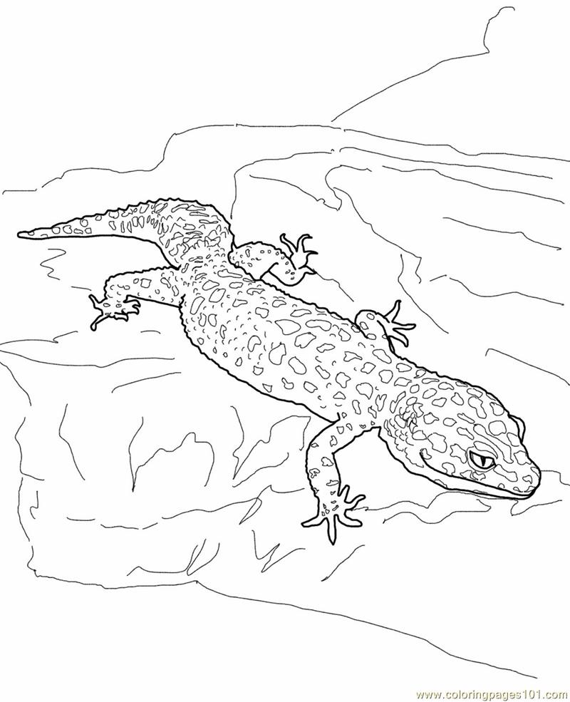 800x985 Printable Lizard Coloring Pages For Kids To Print Animals Page