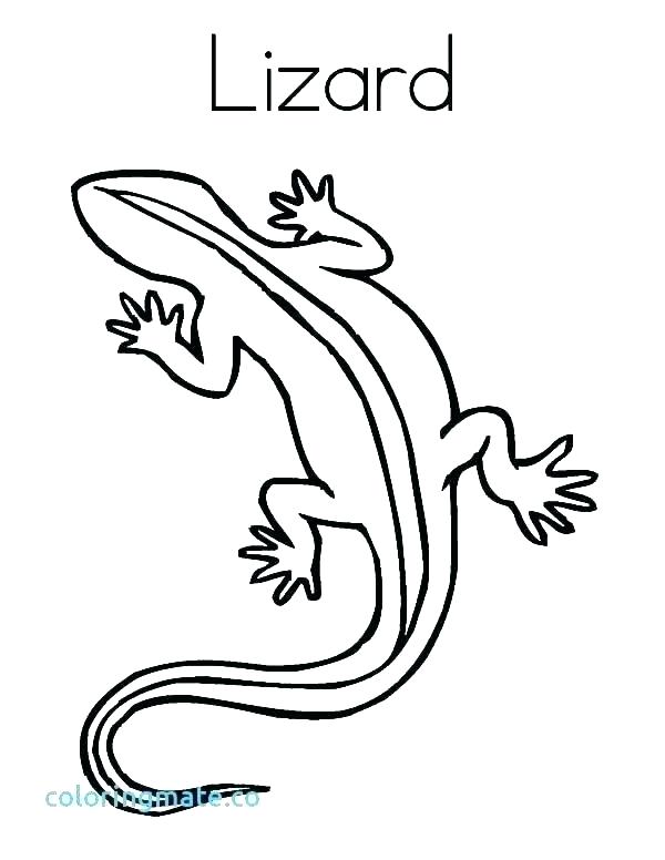 600x776 Lizard Coloring Page