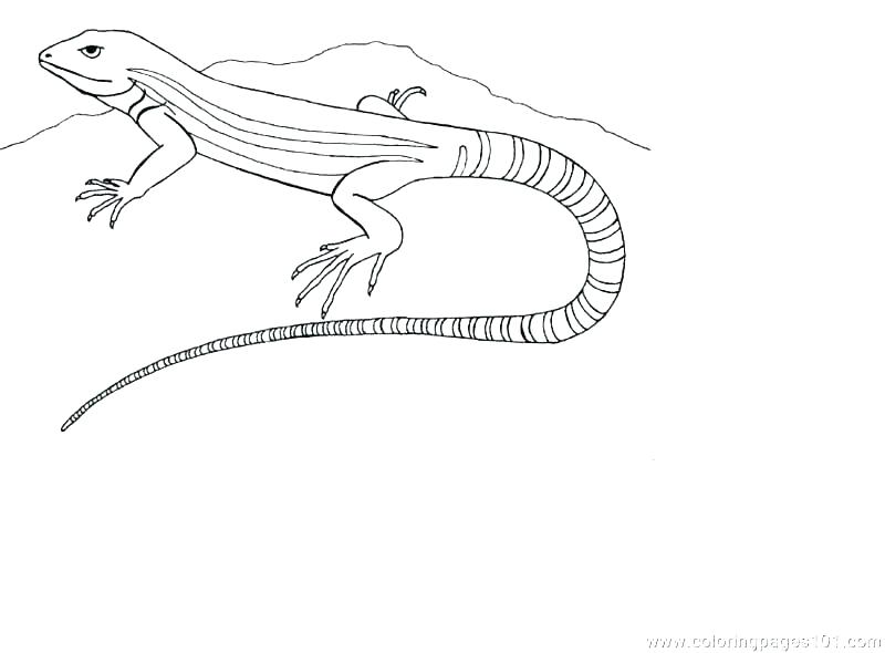 800x590 Fresh Reptile Coloring Pages For Lizard Coloring Pages Happy Ideas