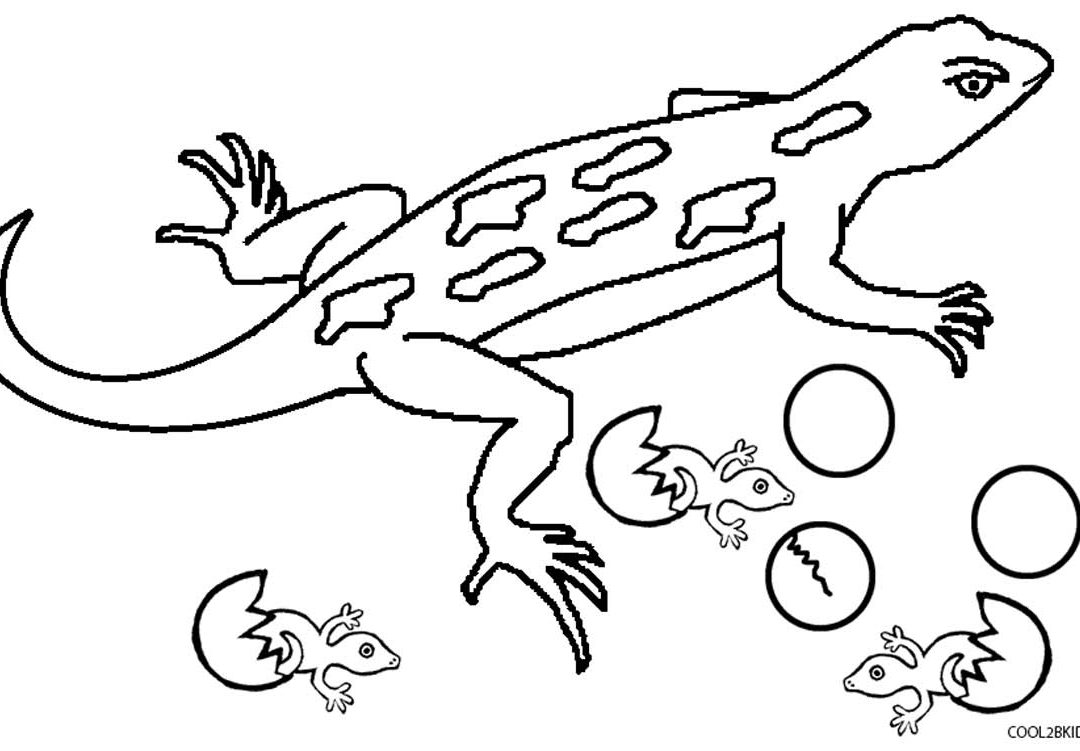 1080x751 Lizard Coloring Page Free Printable Animals Cartoon Pages Frilled