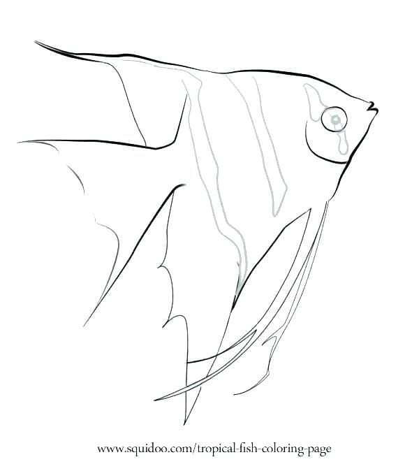 590x674 Pout Pout Fish Coloring Page Free Monk Seal Coloring Page Pout