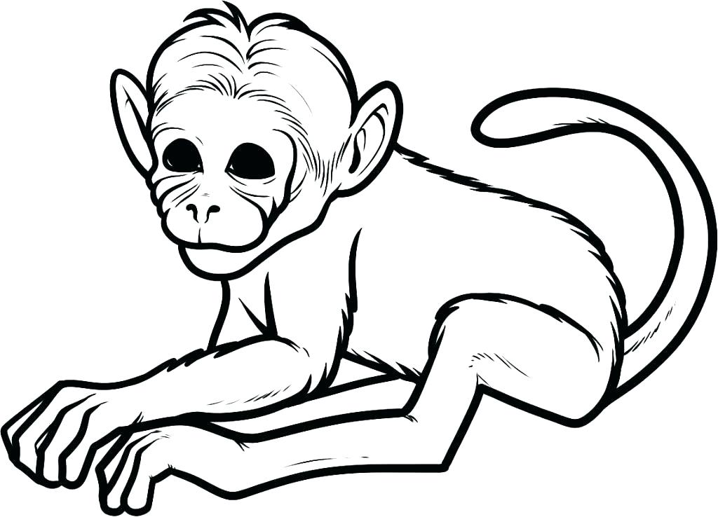 Coloring Pages Of Monkeys Spider Monkey Coloring Pages Free Monkey 1024x738 Coloring Pages Of Monkeys Spider Monkey Coloring Pages Free Monkey