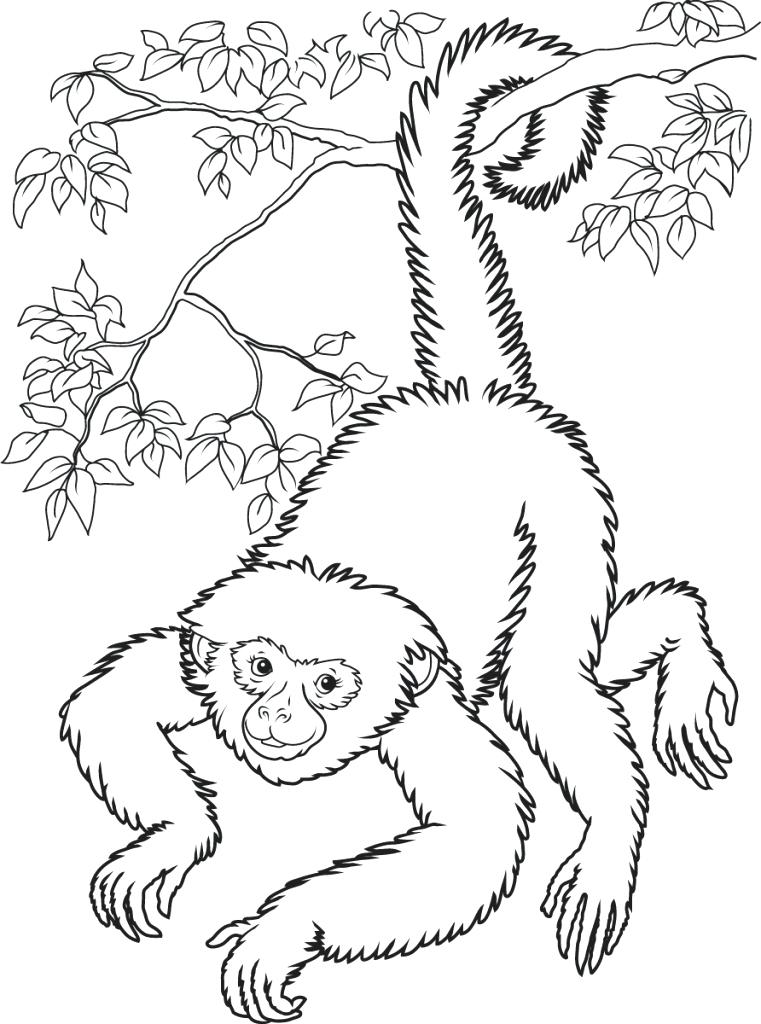 761x1024 Monkey Coloring Pages Monkey Printable Coloring Book Pages