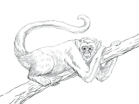 480x360 Coloring Pages A Monkey Or Spider Monkey Colouring Pages