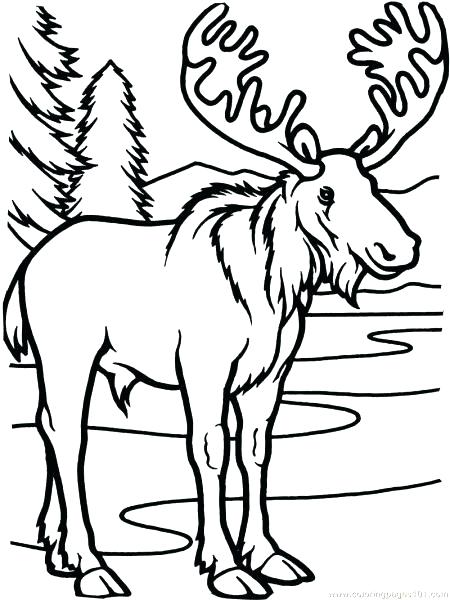 450x600 Elk Pictures To Color Moose Coloring Pages Printable Cow Elk Elk