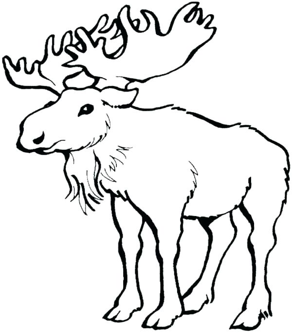 600x683 Moose Coloring Page 12