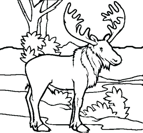 600x558 Moose Coloring Page Best Of Moose Coloring Pages Pictures Picture
