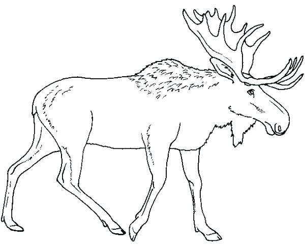 600x484 Moose Coloring Page Moose Coloring Pages Moose Coloring Sheet