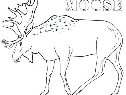 440x330 Moose Coloring Pages Moose Coloring Pages Moose Coloring Pages