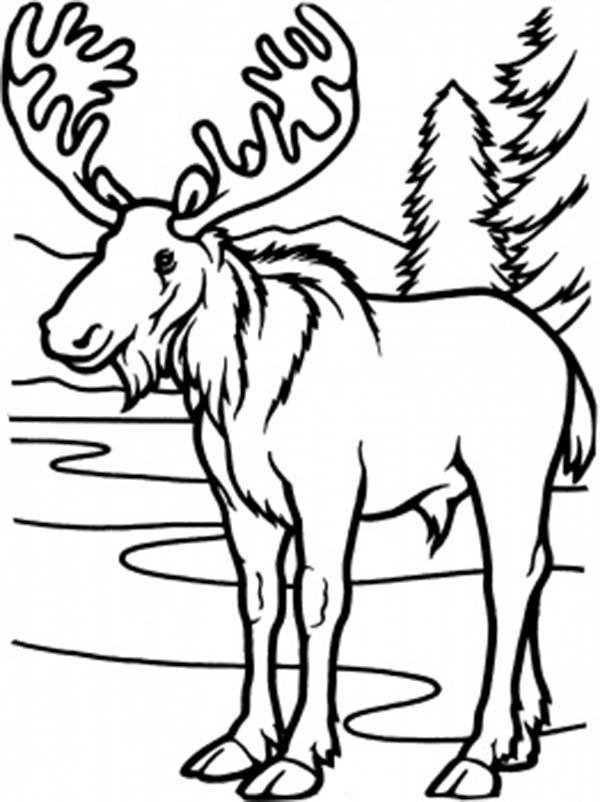 600x802 Cute Moose Coloring Pages