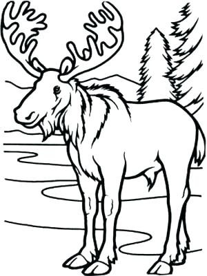 300x401 Moose Coloring Pages Moose Coloring Page Moose Coloring Page Long