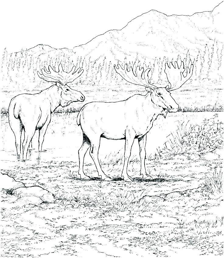 736x847 Moose Coloring Pages Moose Coloring Page Realistic Moose Coloring