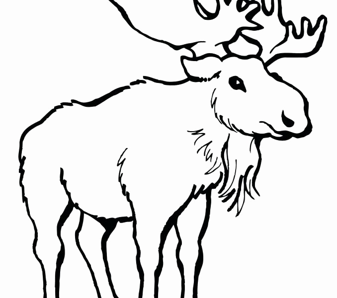 678x600 Moose Coloring Pages Printable Gallery Moose Coloring Pages Cute