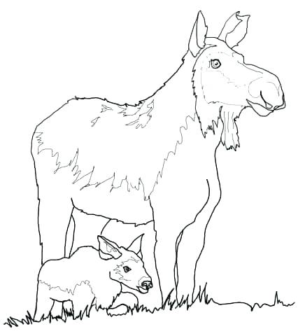 426x480 Coloring Pages Of Moose Moose Coloring Page Moose Coloring Pages