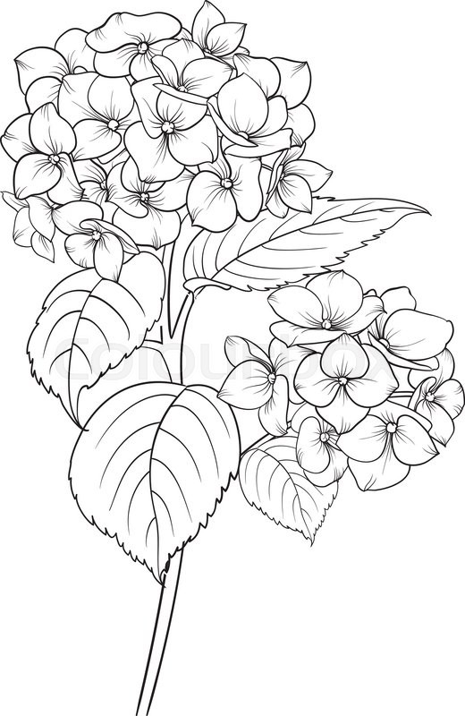 520x800 25 Flower Vase Coloring Pages Printable Free Coloring Pages