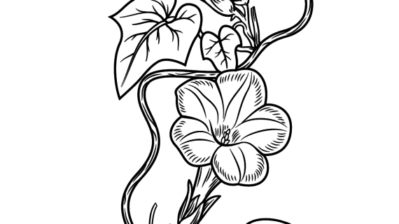 Morning Glory Flower Drawing Morning Glory Flower Coloring Pages 570x320 Morning Glory Flower Drawing Morning Glory Flower Coloring Pages