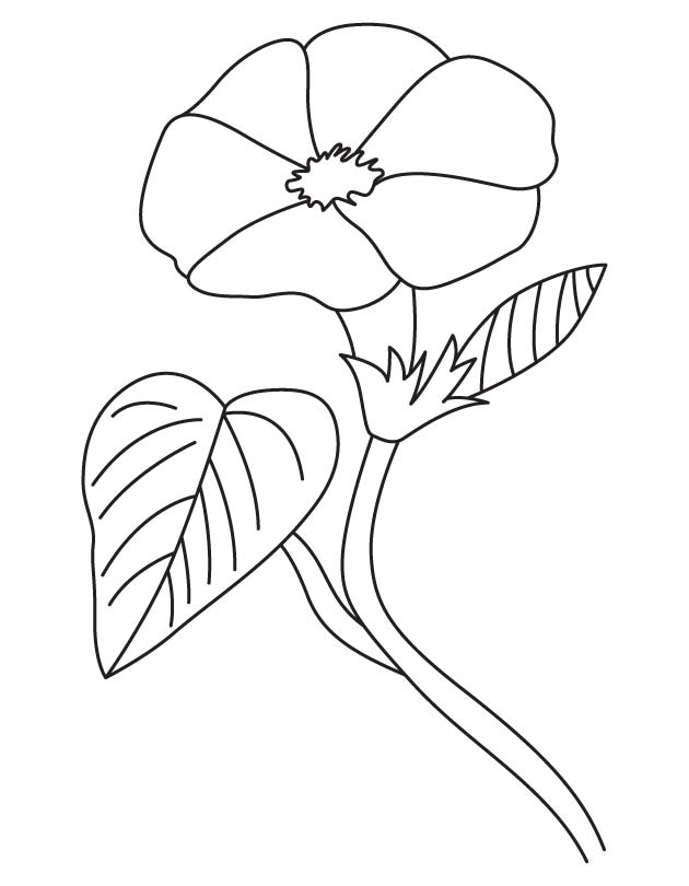 Open Morning Glory Coloring Page Nouveau Free 630x810 Open Morning Glory Coloring Page Nouveau Free