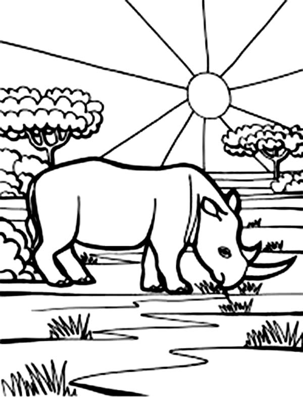 Rhino Finding Food In The Morning Coloring Pages Batch Coloring 600x787 Rhino Finding Food In The Morning Coloring Pages Batch Coloring