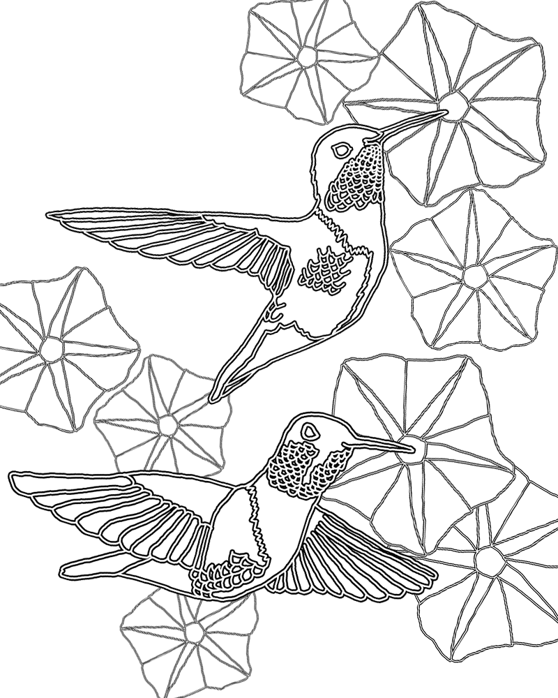 Free Morning Glory Coloring Pages 800x1000 Free Morning Glory Coloring Pages