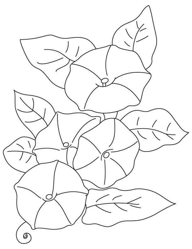 Leli Flower Coloring Page Download Free Leli Flower Coloring 612x792 Leli Flower Coloring Page Download Free Leli Flower Coloring