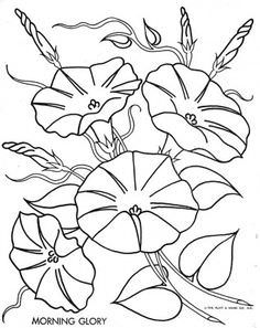 Morning Glory Flower Coloring Pages 236x297 Morning Glory Flower Coloring Pages
