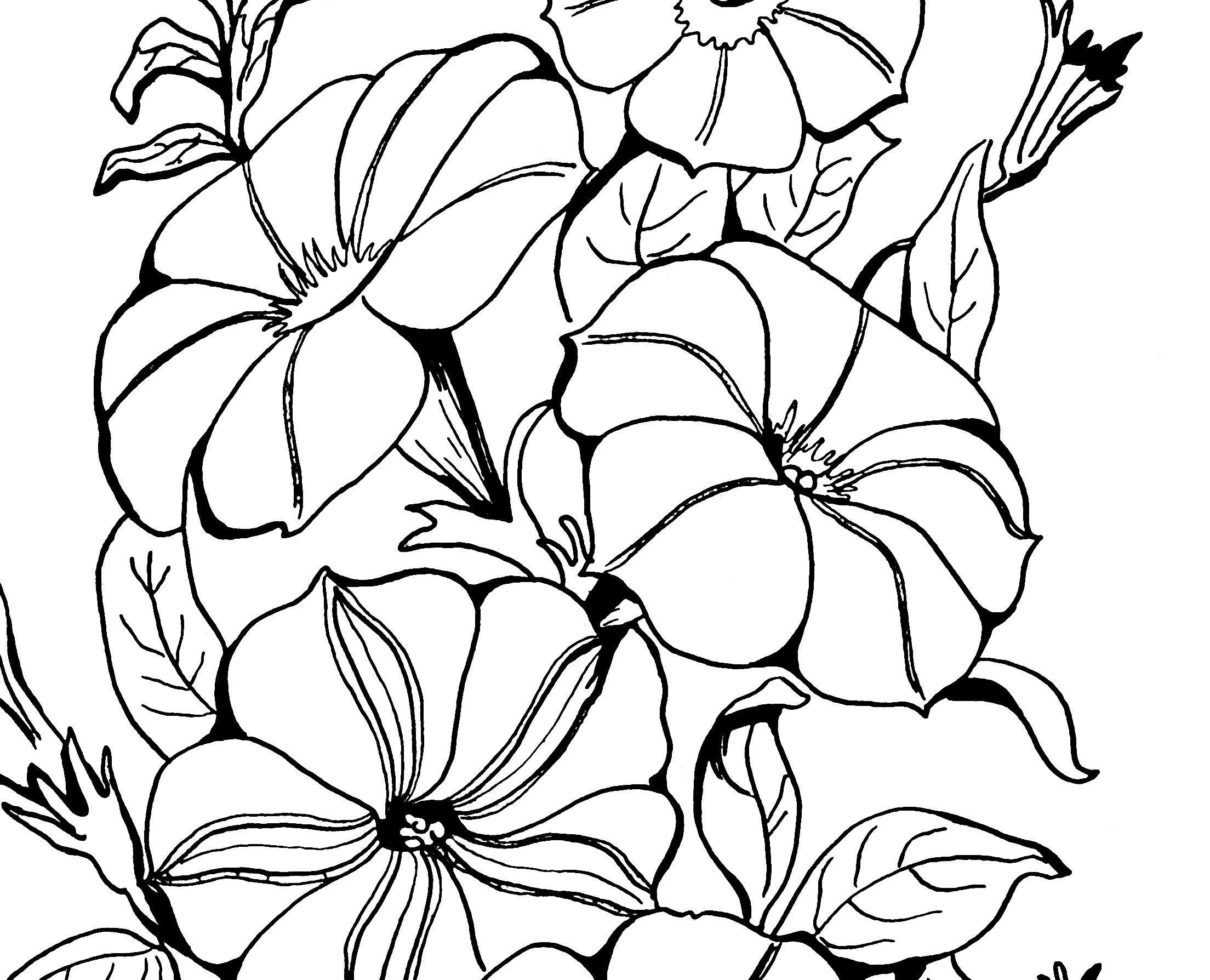 Adult Coloring Page Petunias Petunias, Adult Coloring 2208x1788 Adult Coloring Page Petunias Petunias, Adult Coloring