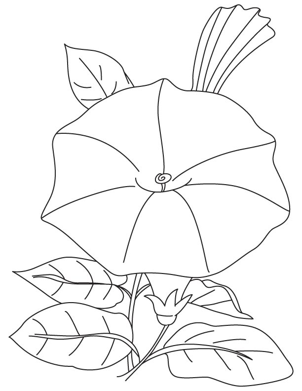 Morning Glory Coloring Pages 612x792 Morning Glory Coloring Pages
