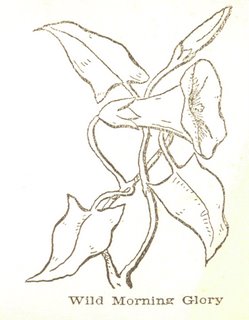 Printable Coloring Page, Wild Morning Glory The Common Room 249x320 Printable Coloring Page, Wild Morning Glory The Common Room