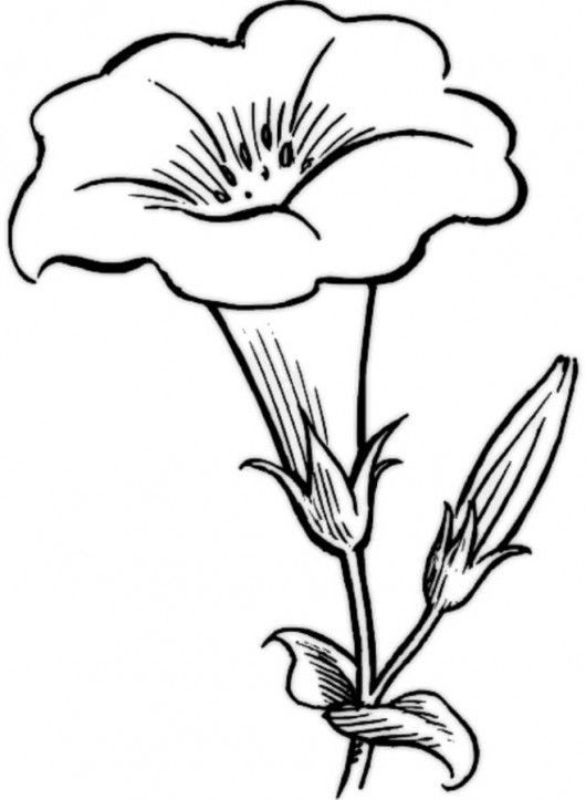Morning Glory Coloring Pages Vegetable Garden Coloring Pictures 530x723 Morning Glory Coloring Pages Vegetable Garden Coloring Pictures