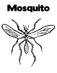 Mosquito Coloring Page