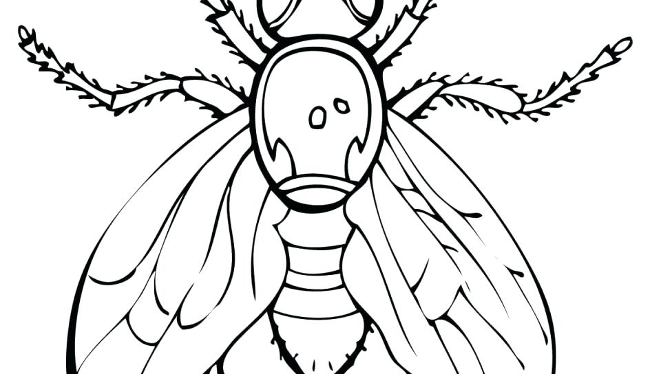960x544 Coloring Mosquito Coloring Page Larvae Free Pages. Mosquito