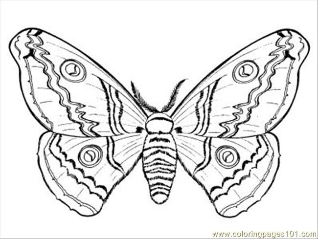 Moth Coloring Page