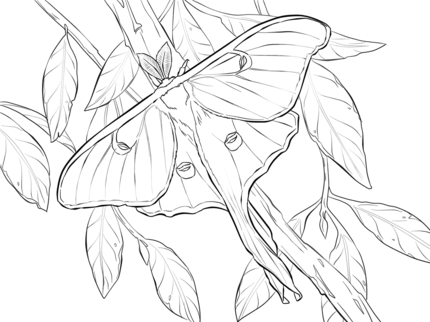 430x322 Realistic Luna Moth Coloring Page Color Pages Moth
