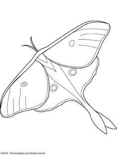 236x314 Realistic Luna Moth Coloring Page Patrons Moth