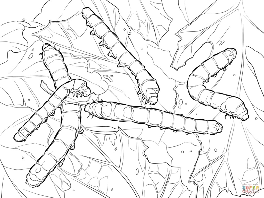 1024x768 Silkworm Moth Caterpillars Coloring Page Free Printable Coloring
