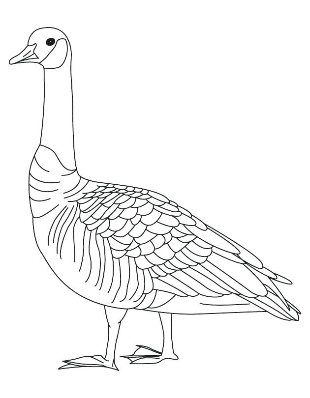 Goose Coloring Page Goose Coloring Page Barren Goose Coloring Page 630x810 Goose Coloring Page Goose Coloring Page Barren Goose Coloring Page