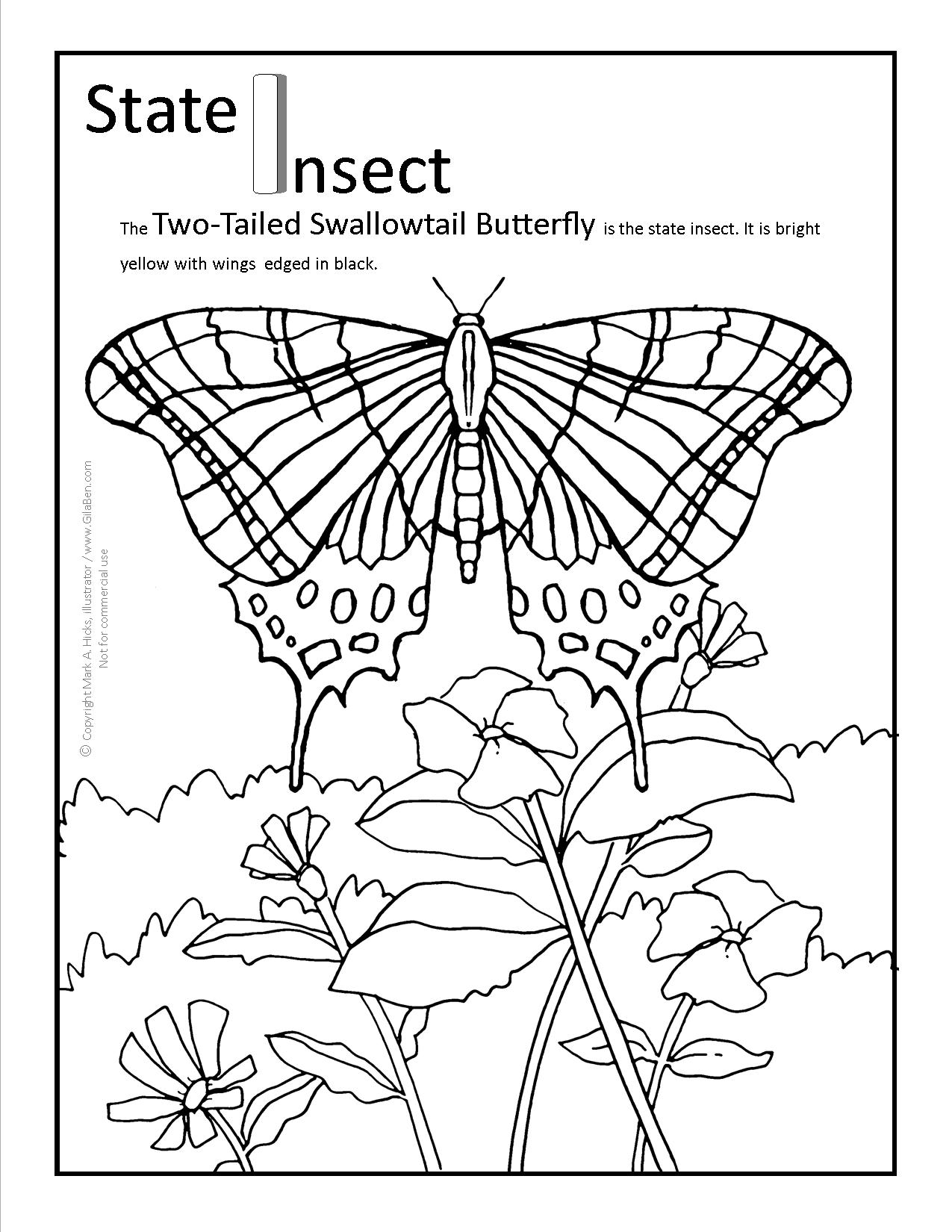 Arizona State Butterfly Coloring Page 1275x1650 Arizona State Butterfly Coloring Page