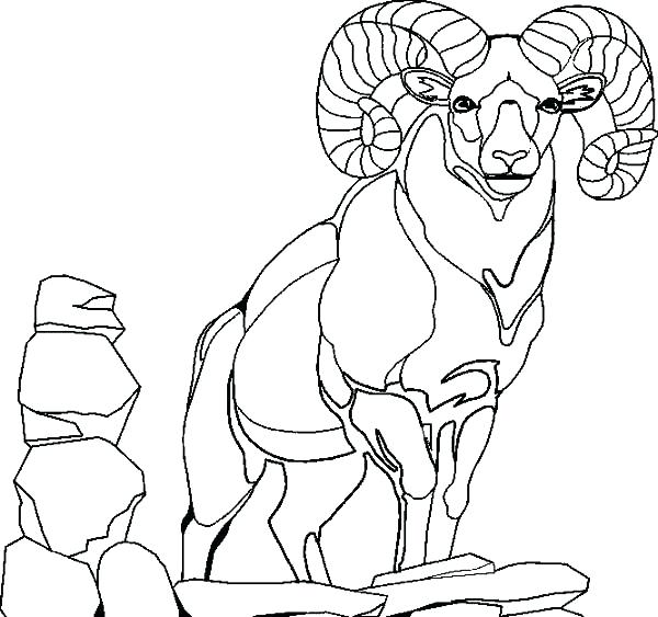 Goat Coloring Pictures Goat Coloring Pages Giraffe Goat Kids 600x563 Goat Coloring Pictures Goat Coloring Pages Giraffe Goat Kids