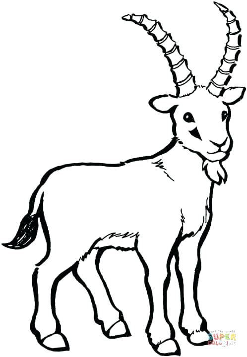 Goats Coloring Pages Goats Color By Number Source Mountain Goat 498x720 Goats Coloring Pages Goats Color By Number Source Mountain Goat