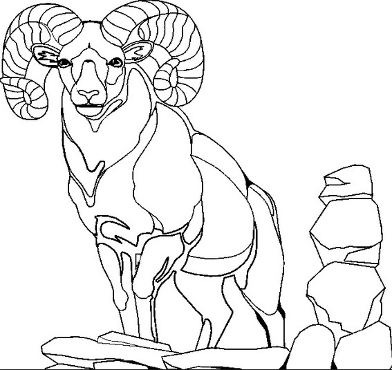 Mountain Goat Coloring Page Amp Coloring Book 567x535 Mountain Goat Coloring Page Amp Coloring Book