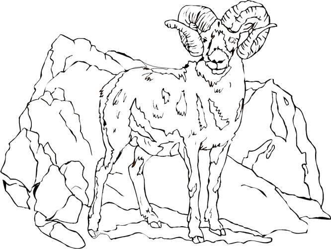 Mountain Goat Coloring Pages 666x502 Mountain Goat Coloring Pages