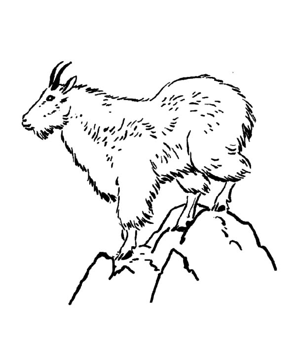 Mountain Goat Coloring Pages Color Luna 600x734 Mountain Goat Coloring Pages Color Luna