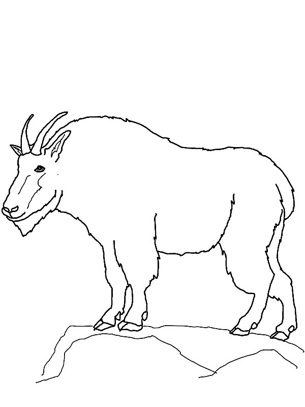 Mountain Goat Outline Coloring Pages Color Luna 600x800 Mountain Goat Outline Coloring Pages Color Luna