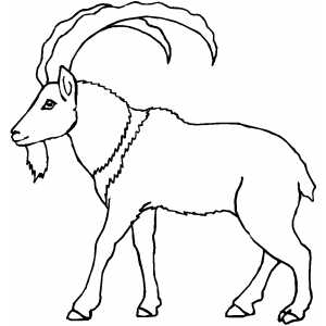 Walking Mountain Goat Coloring Page 300x300 Walking Mountain Goat Coloring Page