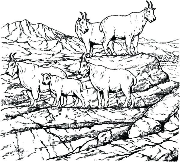 Coloring Pages For School Mountain Goat School Of Mountain Goat 600x540 Coloring Pages For School Mountain Goat School Of Mountain Goat