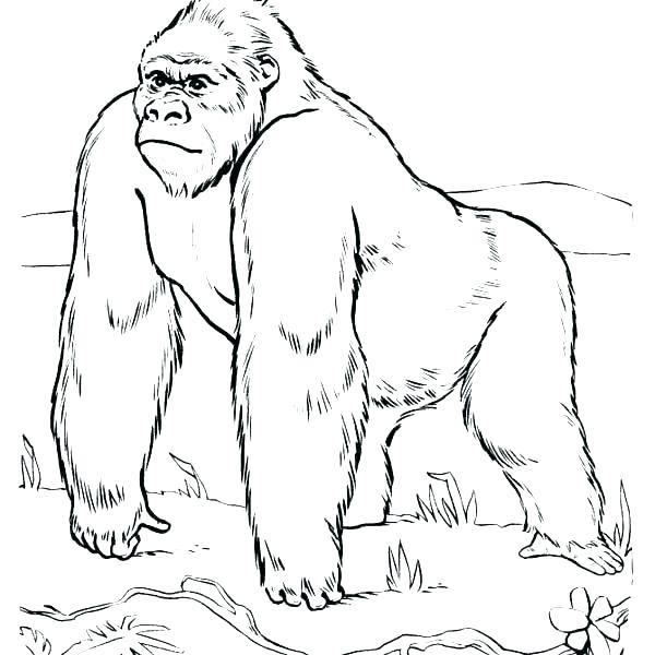 600x600 Gorilla Coloring Pages Free Gorilla Coloring Page Printable
