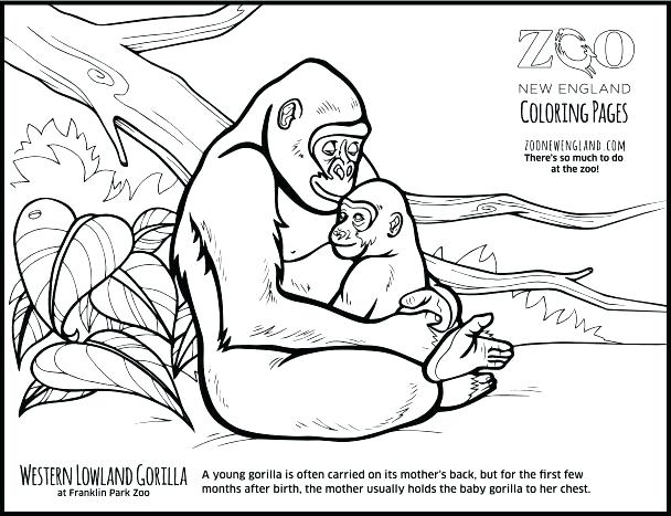 608x467 Gorilla Coloring Pages Gorilla Coloring Page Gorilla Coloring