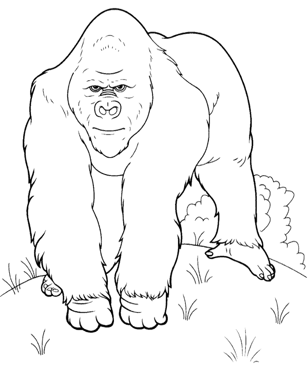 600x740 Realistic Picture To Color Of A Gorilla To Print Or Download For Free