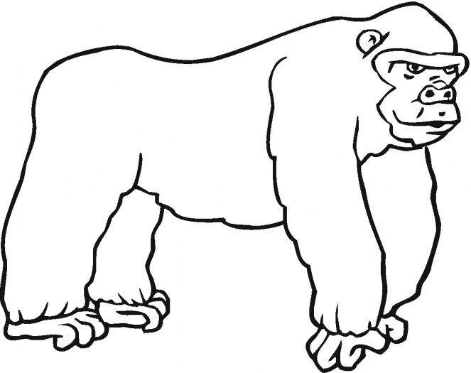 663x525 Coloring Page Gorilla 9
